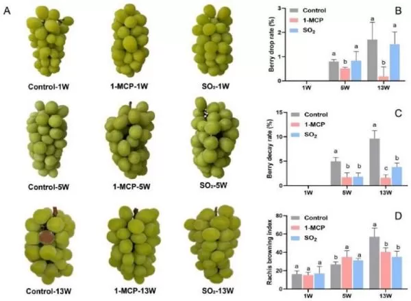 Morphology (A), Berry drop rate (B), Berry decay rate (C), Rachis browning index (D) of differently treated ‘Shine Muscat’ grapes